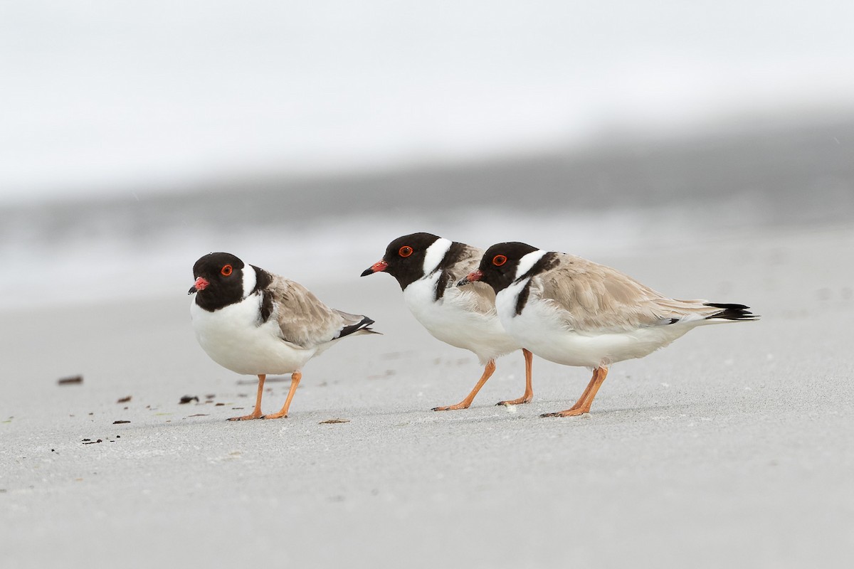 Hooded Plover - ML496751761