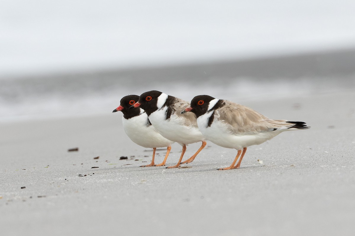 Hooded Plover - ML496751821