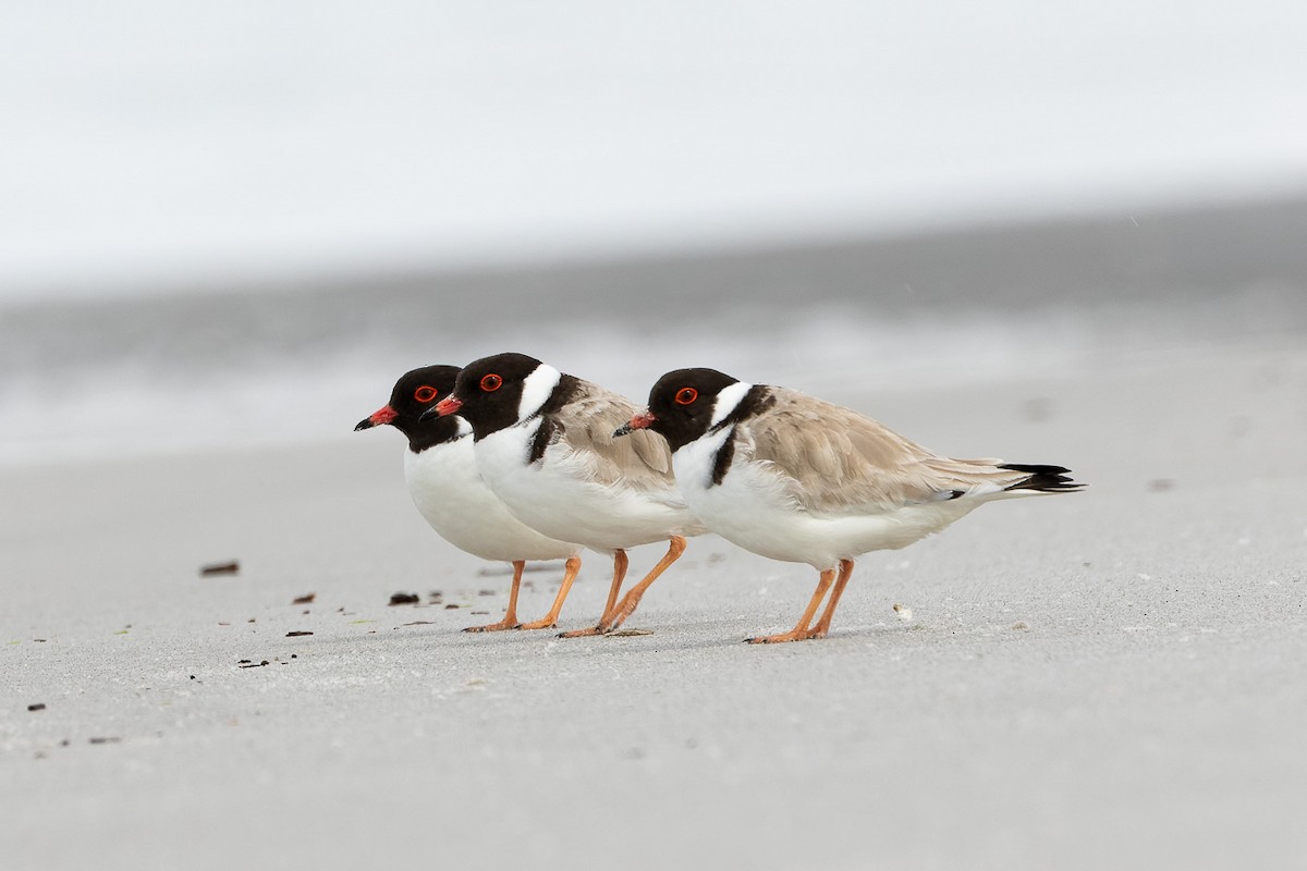 Hooded Plover - ML496751831