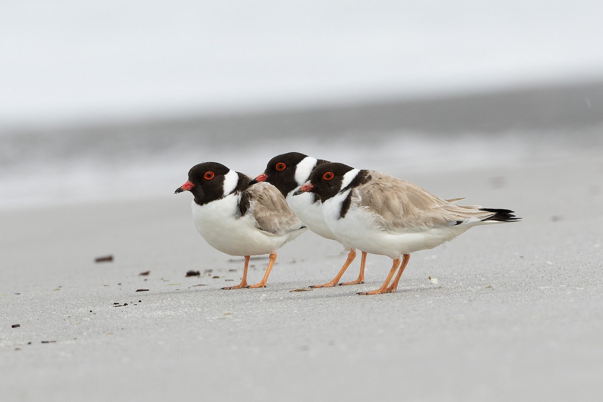 Hooded Plover - Steve Popple