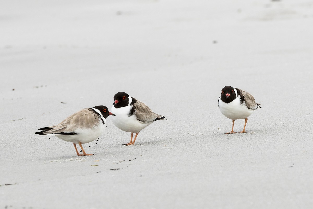 Hooded Plover - ML496751931