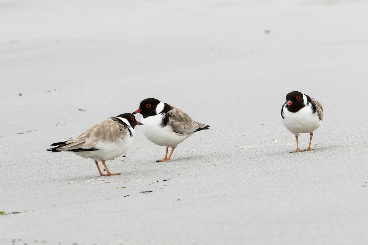 Hooded Plover - ML496752071