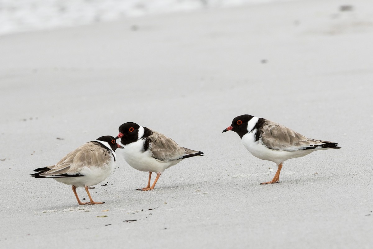 Hooded Plover - ML496752081