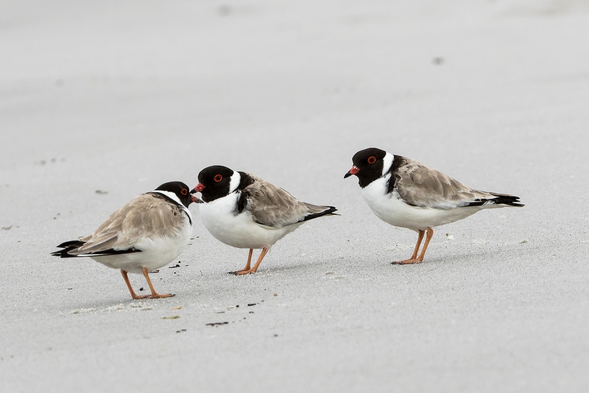 Hooded Plover - ML496752091