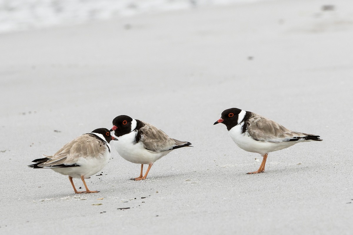 Hooded Plover - ML496752101