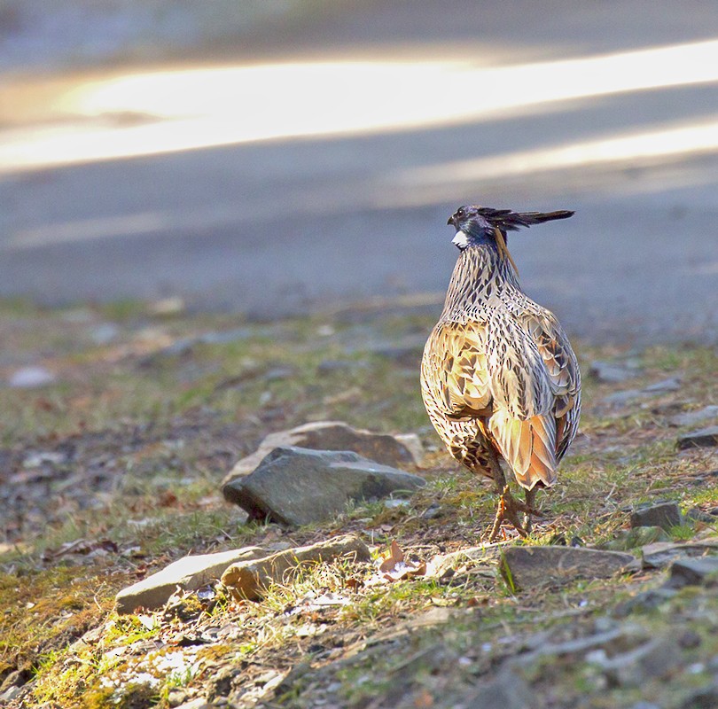 Koklass Pheasant - ML49675261