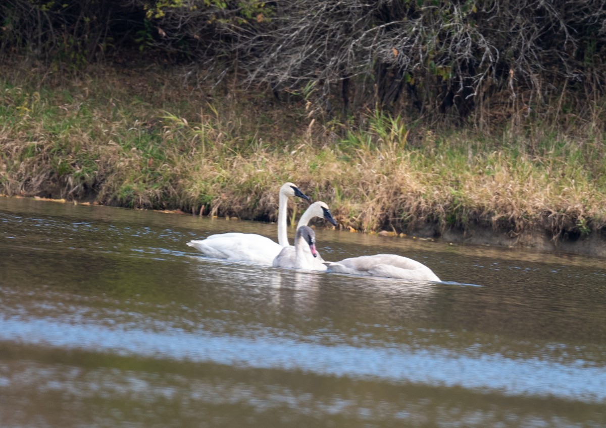 Cisne Trompetero - ML496753051