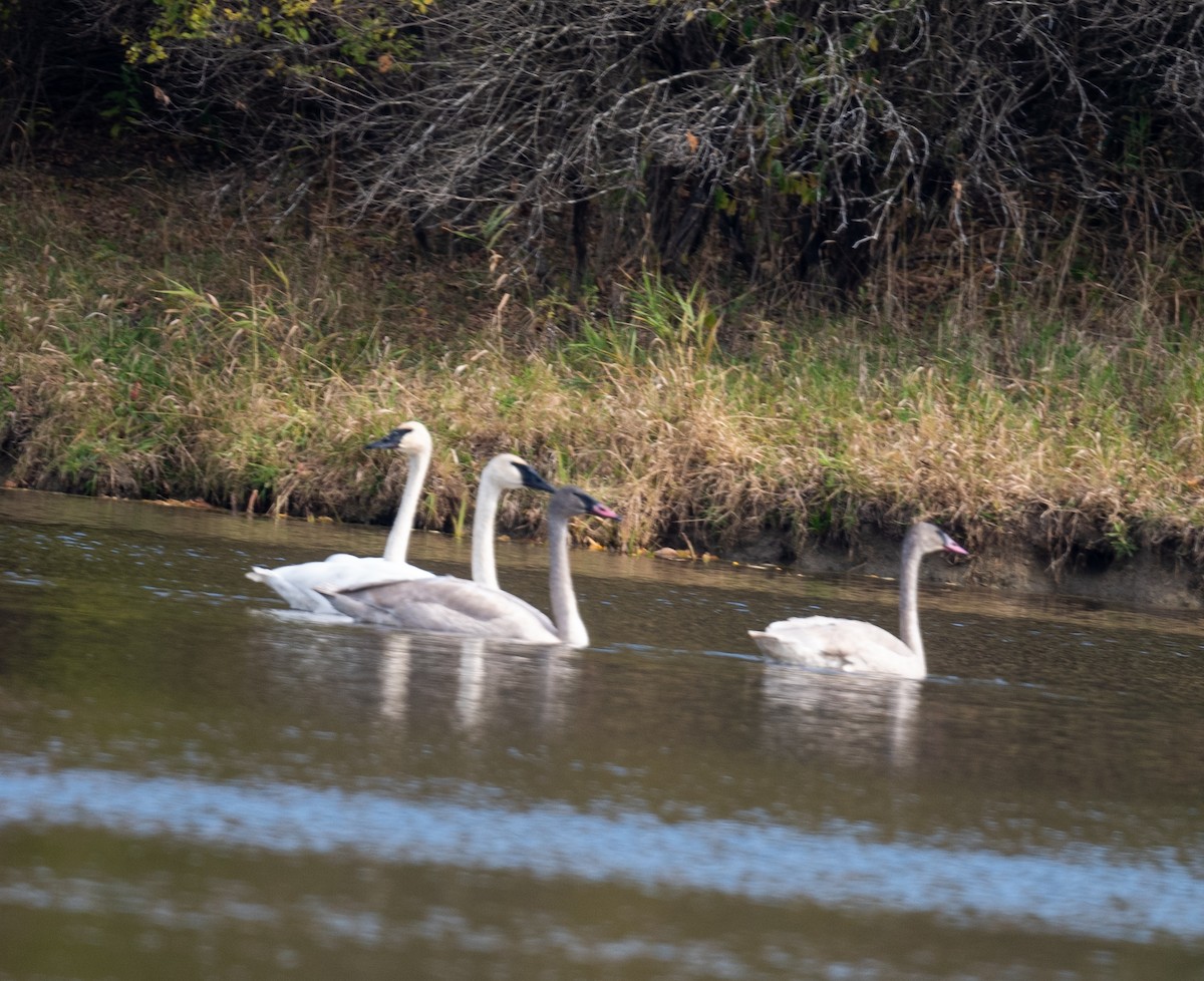 Cisne Trompetero - ML496753471
