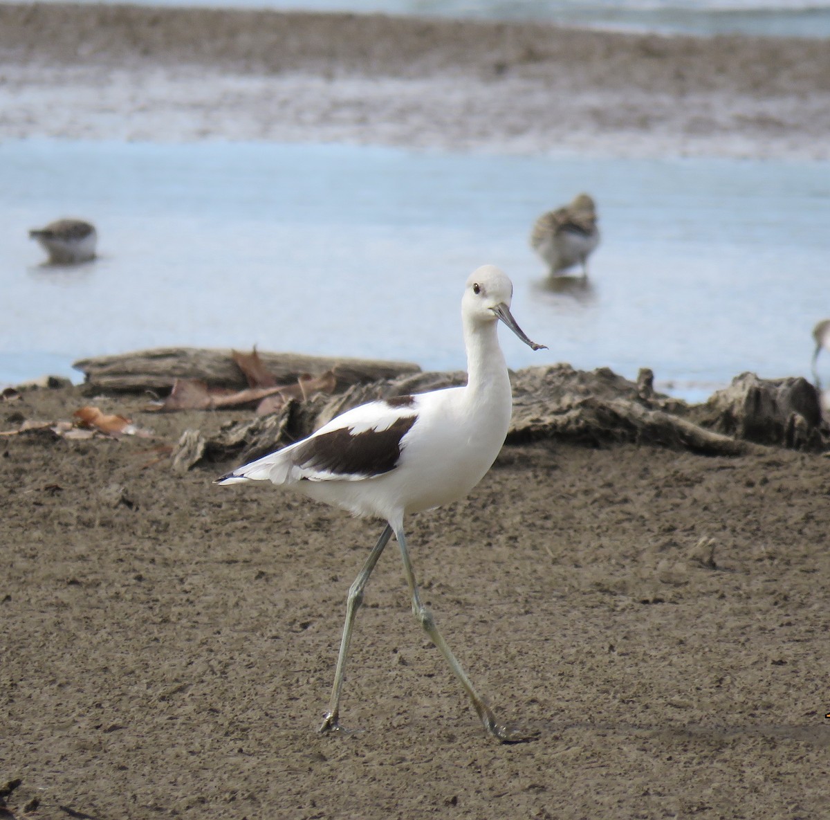 American Avocet - ML496753501