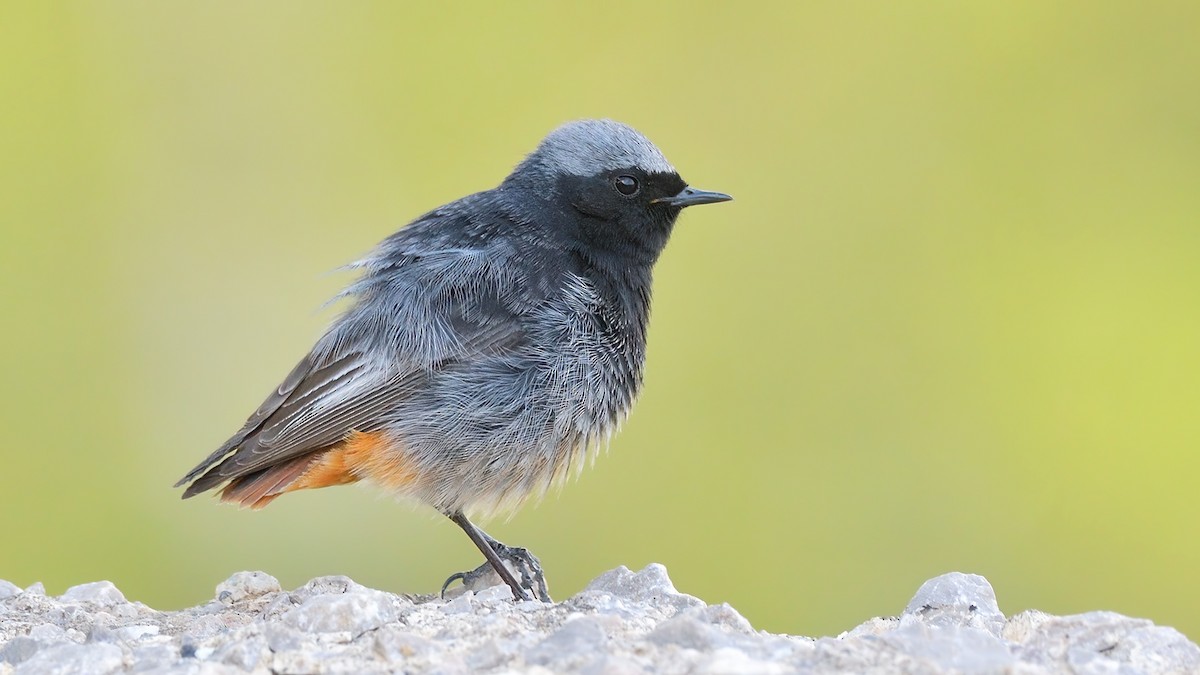 Black Redstart - ML496753551