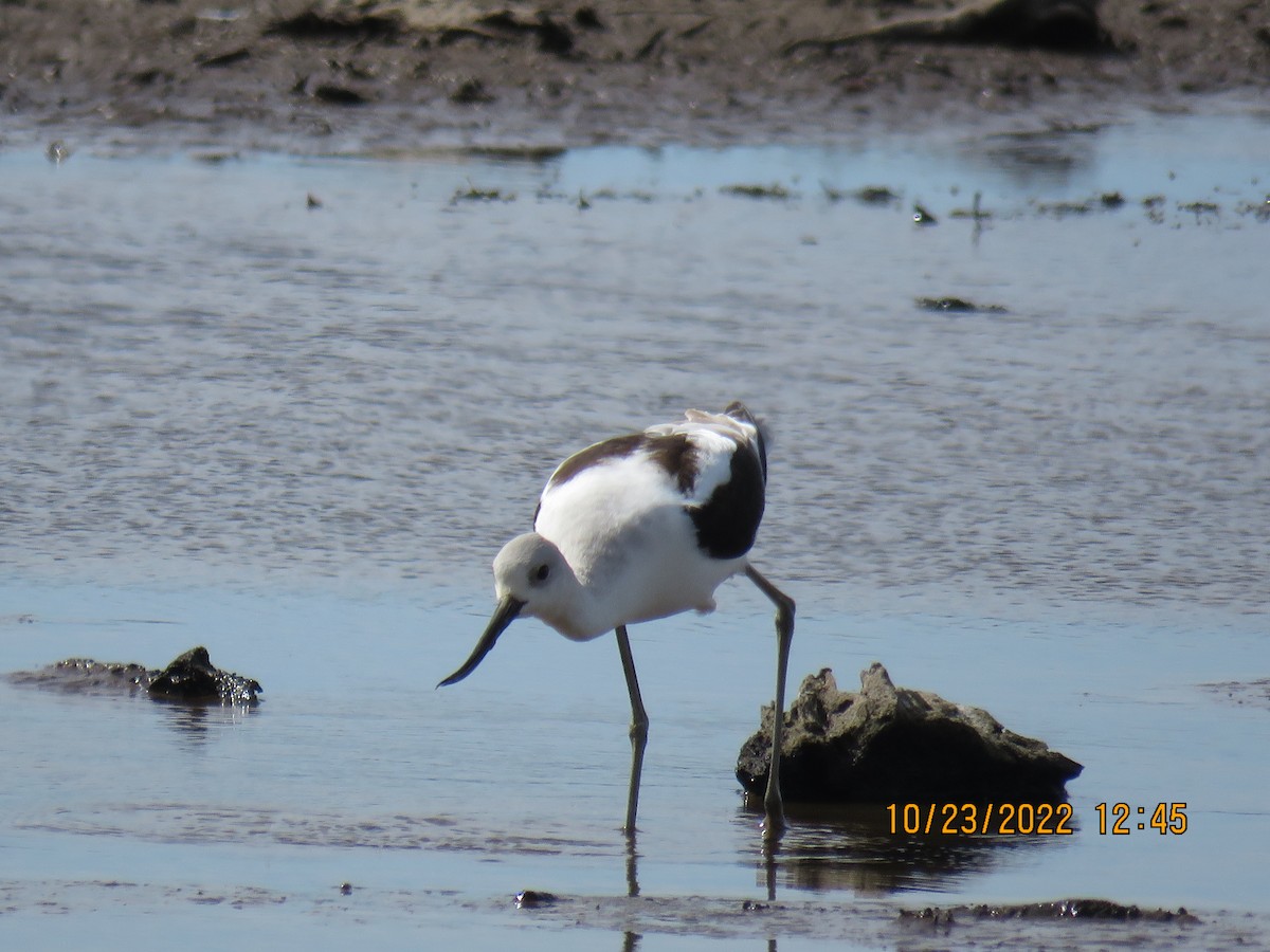 American Avocet - ML496753701