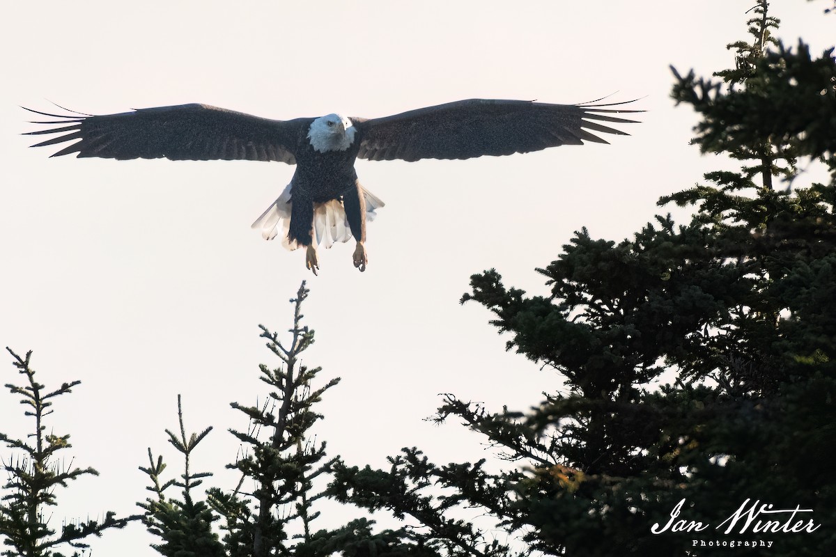 Bald Eagle - ML496753741