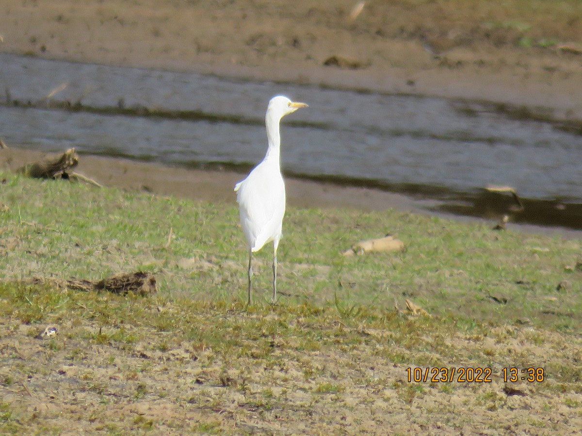 Western Cattle-Egret - ML496754631