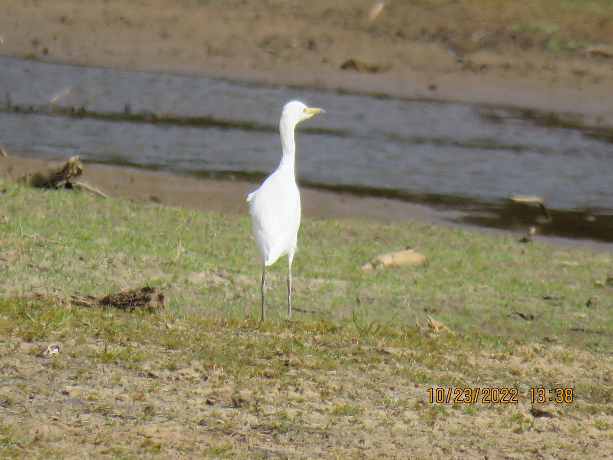 Western Cattle Egret - ML496754631