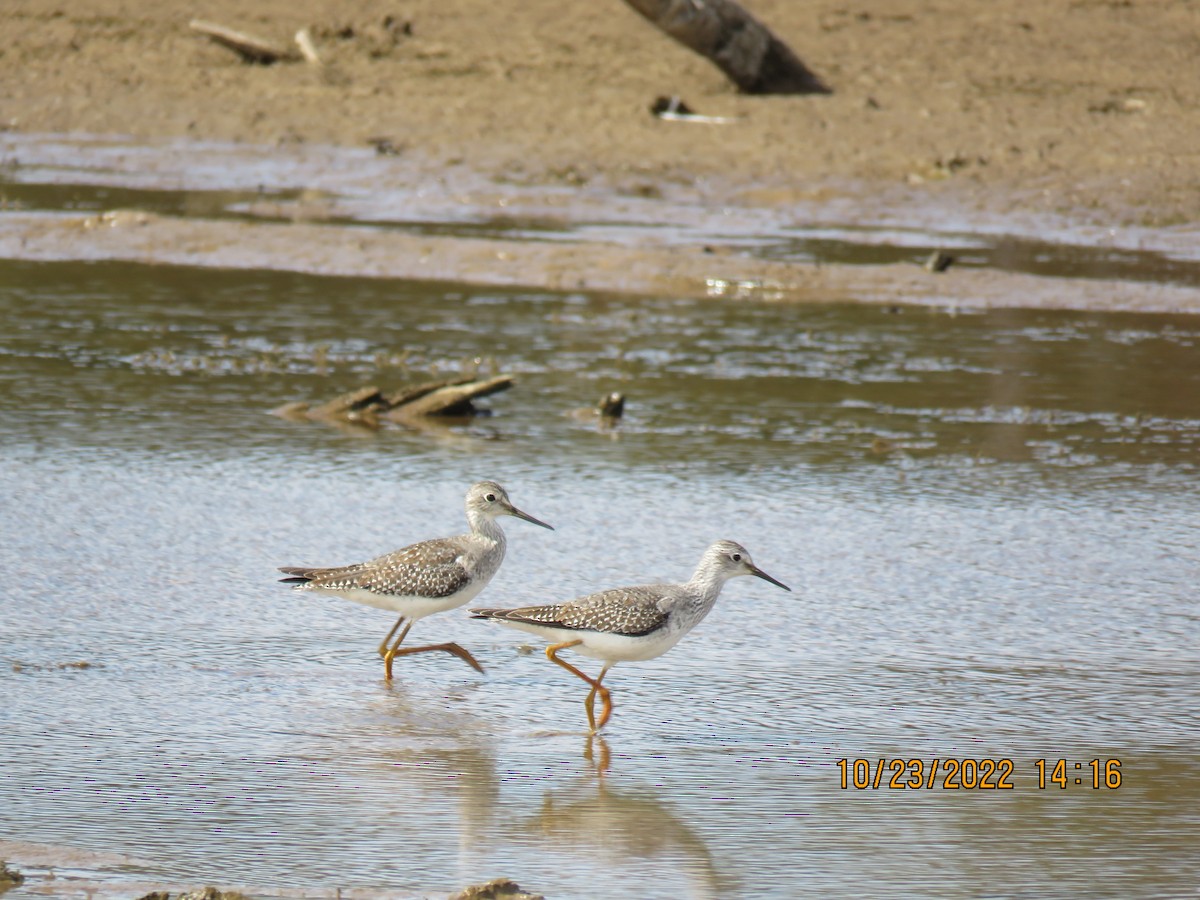 Greater Yellowlegs - ML496754761