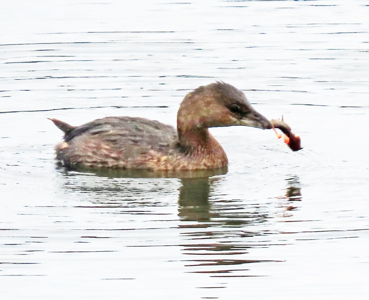 Pied-billed Grebe - ML496755591