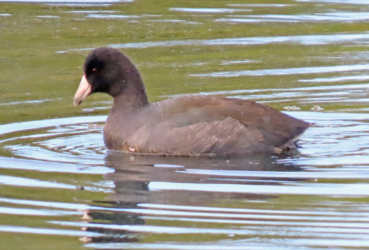 American Coot - Jim Scott