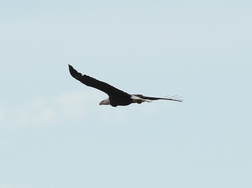 Bald Eagle - ML496755711