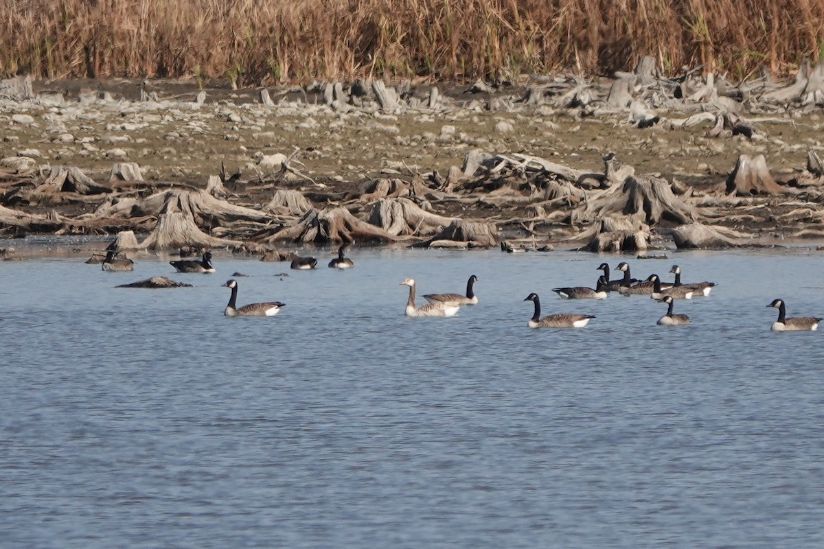 Canada Goose - ML496756071