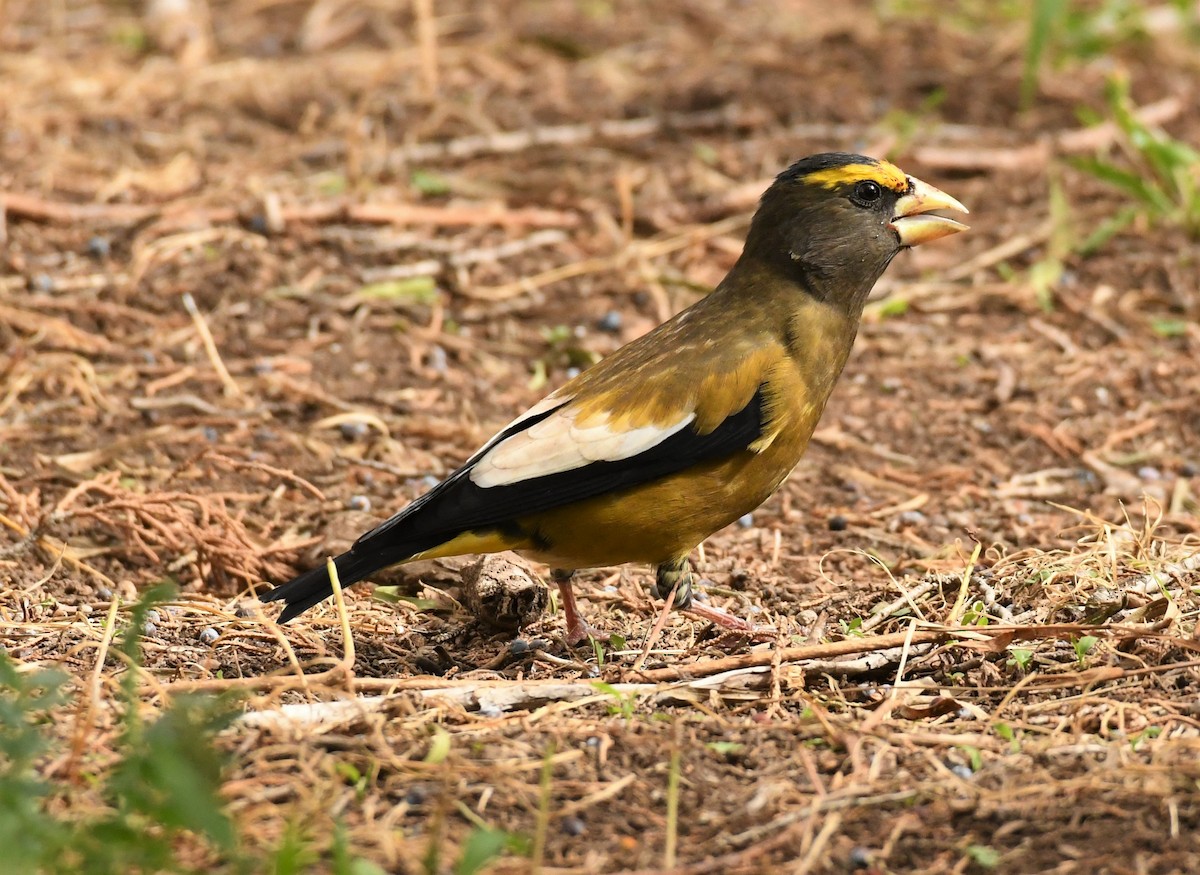 Evening Grosbeak (Rocky Mountains or type 4) - Joe Girgente
