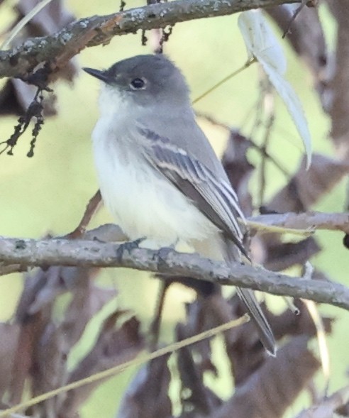 Eastern Phoebe - ML496756671