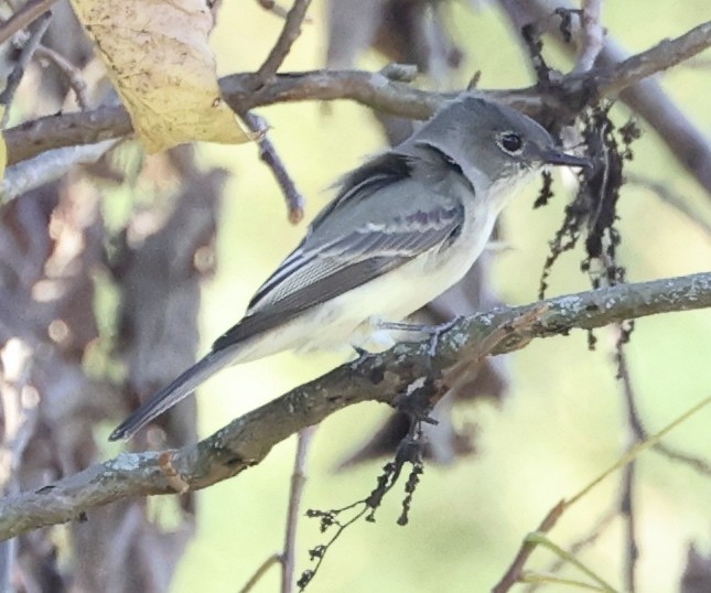 Eastern Phoebe - ML496756681