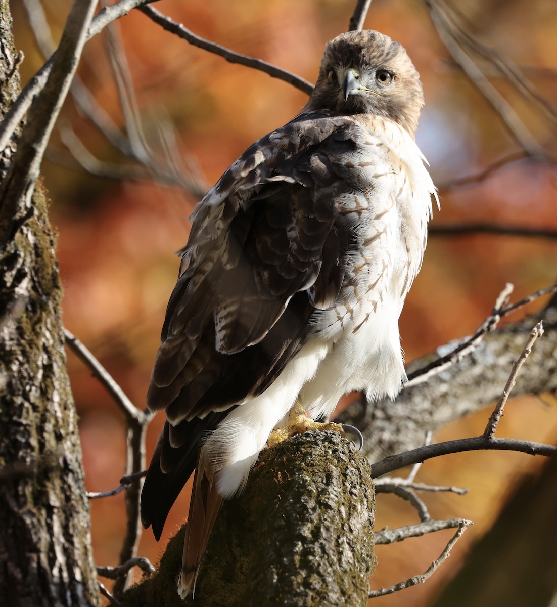Red-tailed Hawk - ML496756791