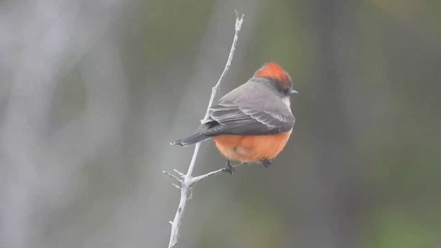 Vermilion Flycatcher - ML496758581