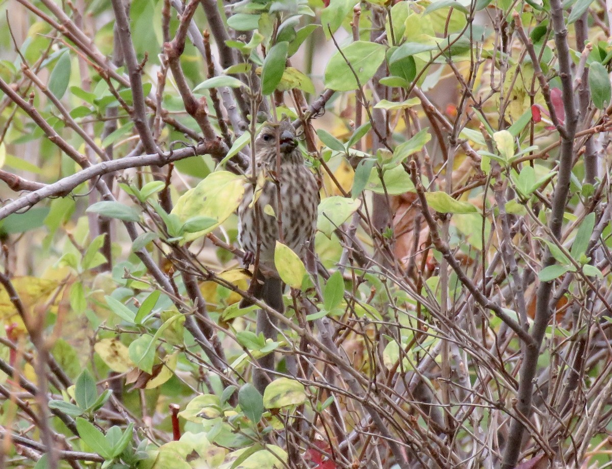 Purple Finch - ML496758851