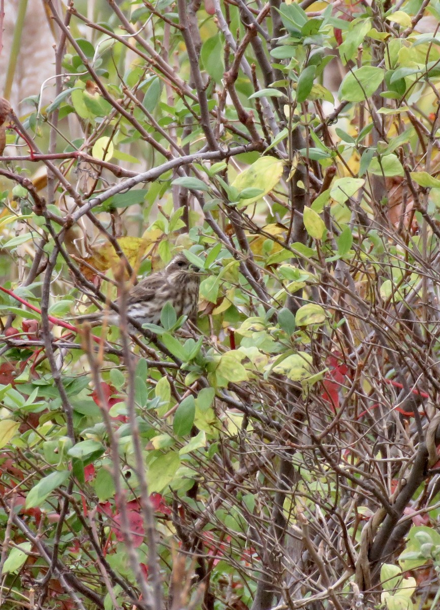 Purple Finch - ML496758861