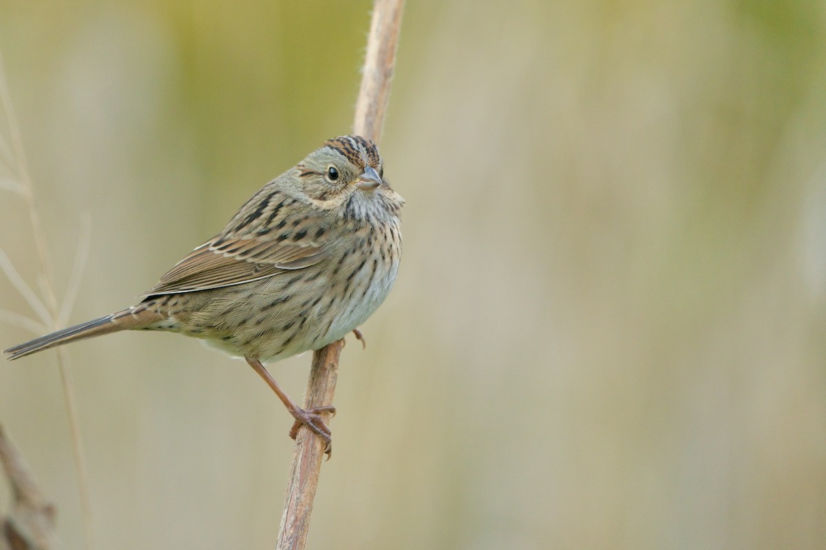 Lincoln's Sparrow - Kevin Lin
