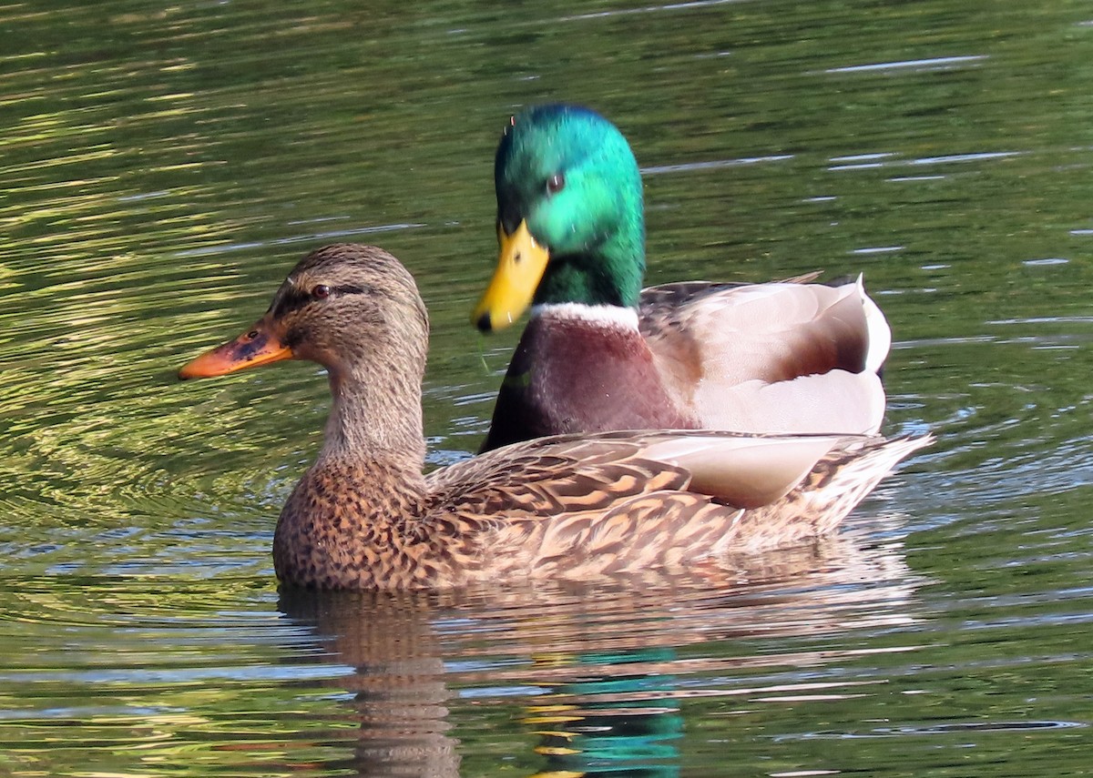 Mallard - ML496760891