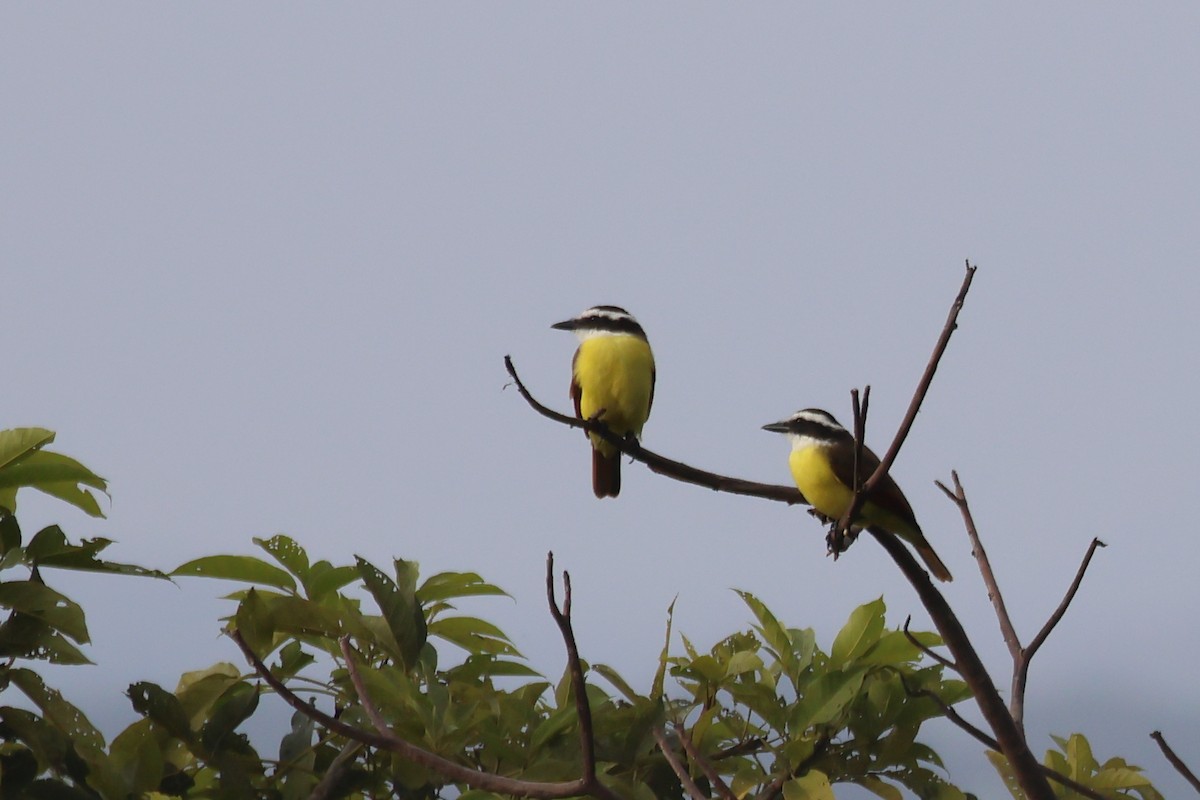 Great Kiskadee - ML496761631