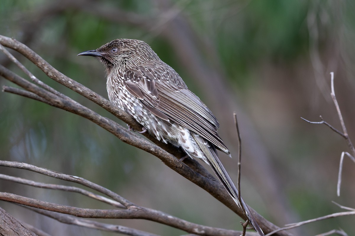 Little Wattlebird - ML496762121