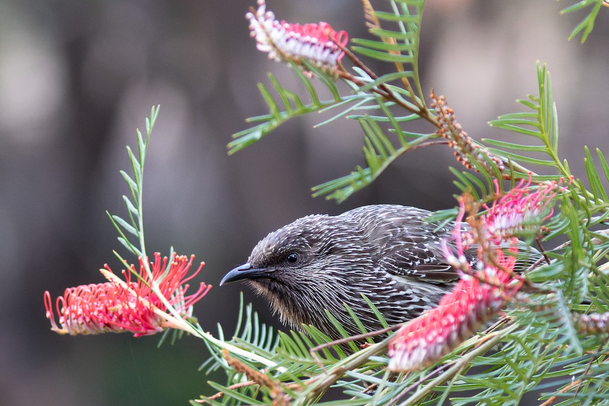 Little Wattlebird - Steve Popple