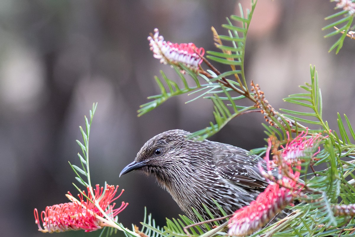 Little Wattlebird - ML496762141