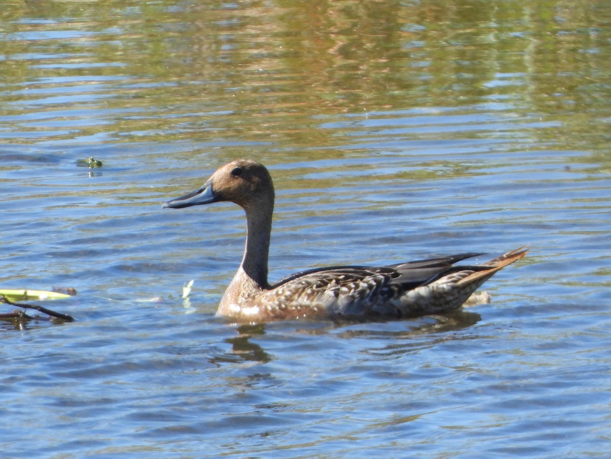 Northern Pintail - ML496762531