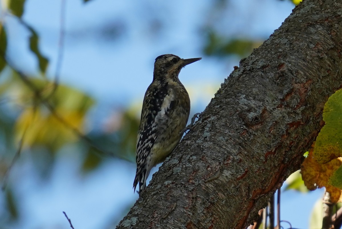 Yellow-bellied Sapsucker - ML496762941