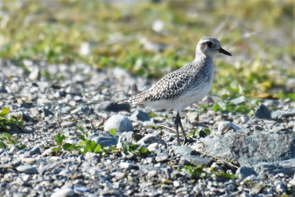 Black-bellied Plover - ML496763121