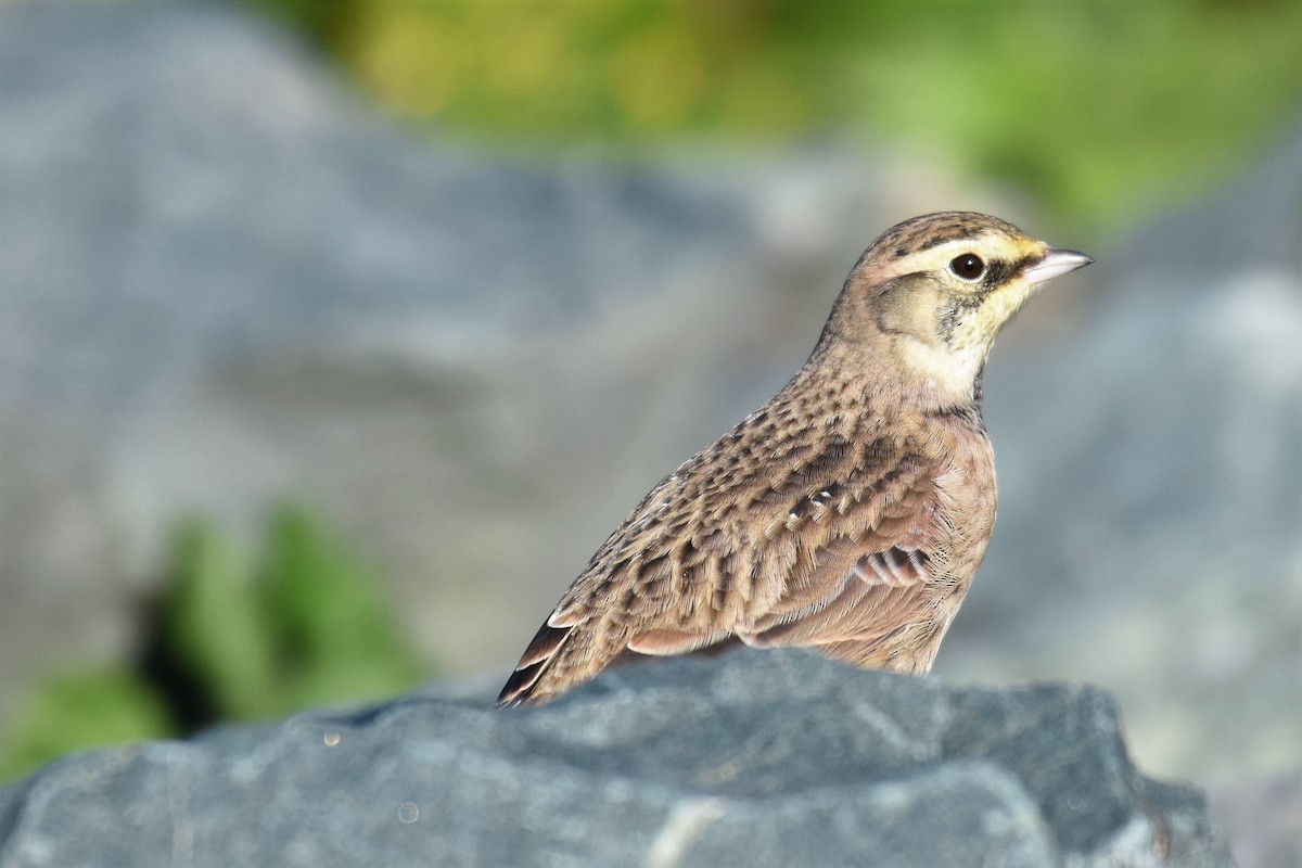 Horned Lark - ML496763471