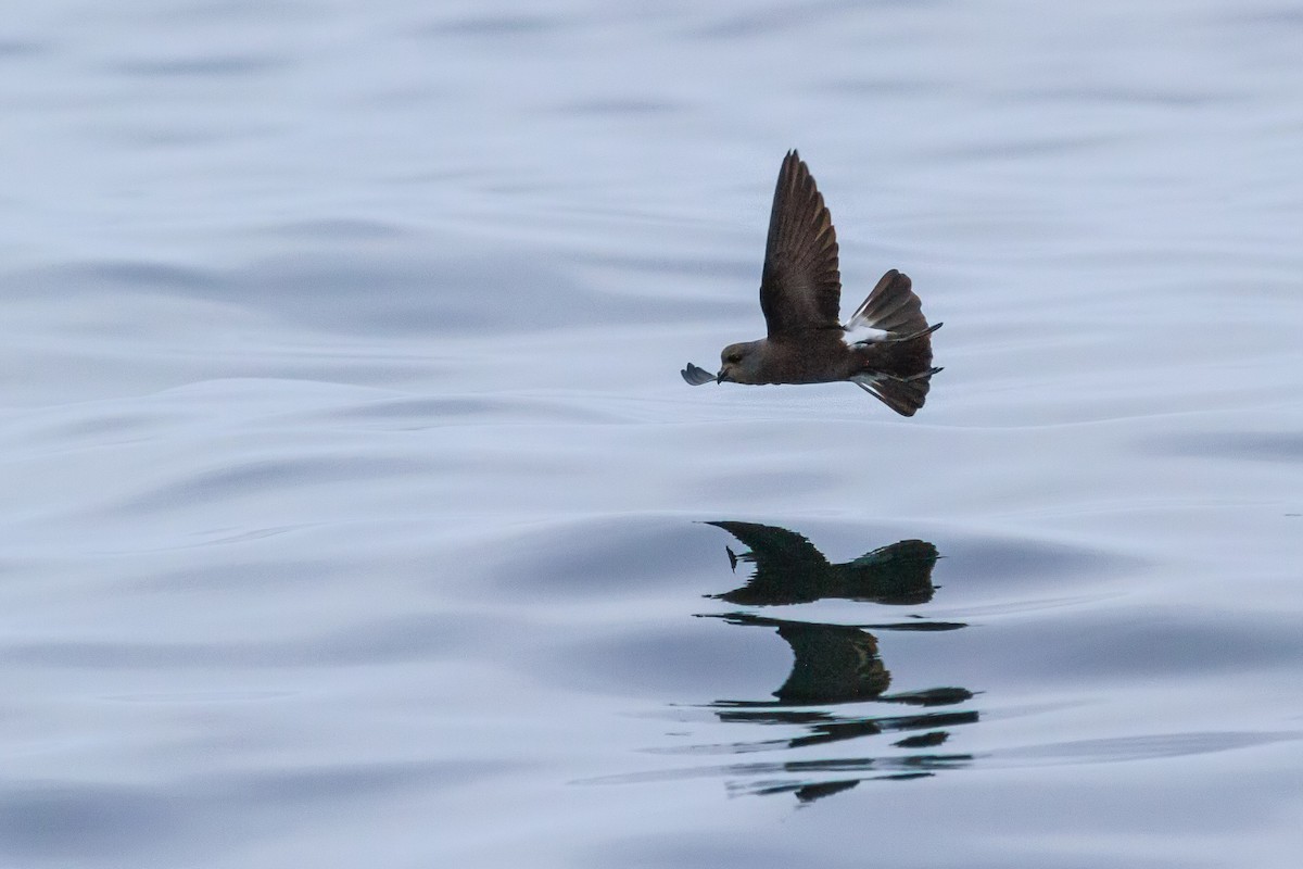 Wilson's Storm-Petrel - Rei Segali