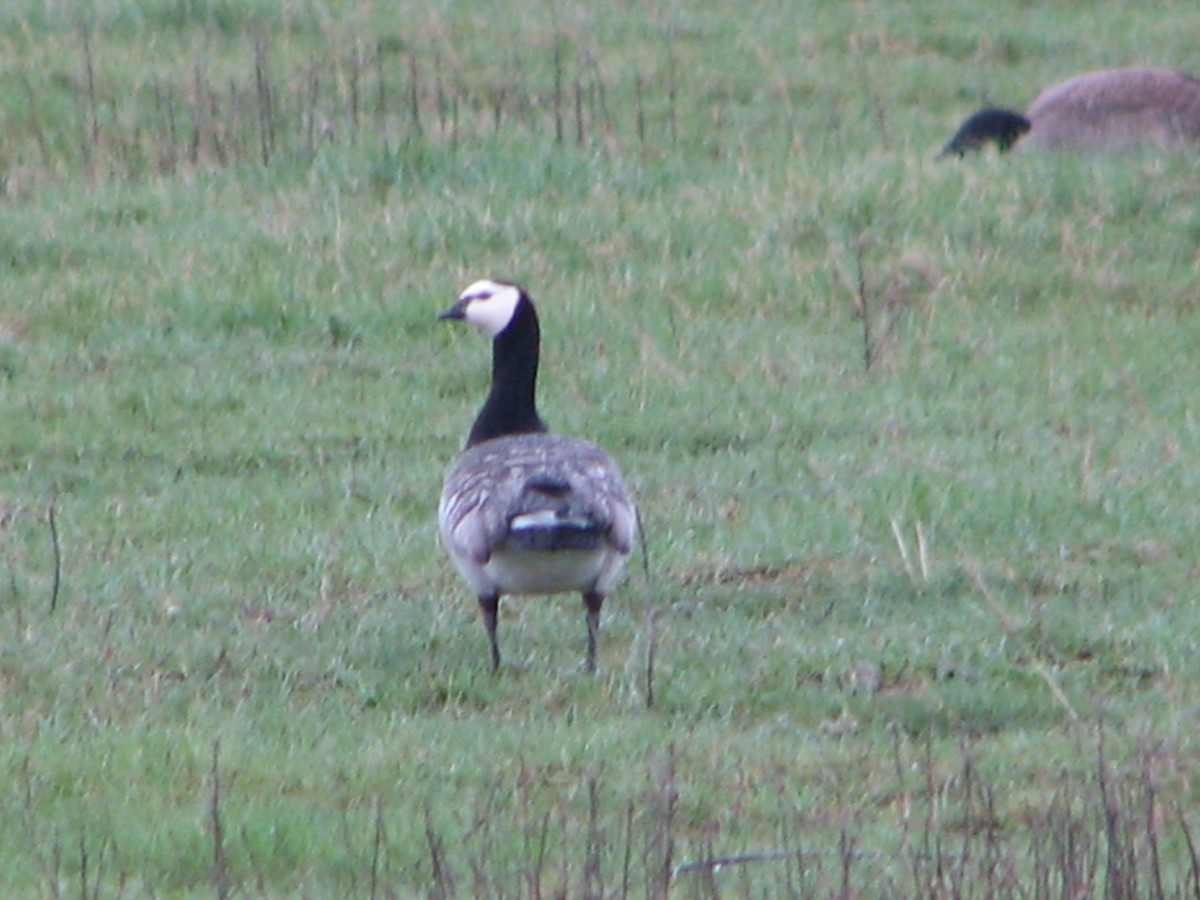 Barnacle Goose - ML49676421