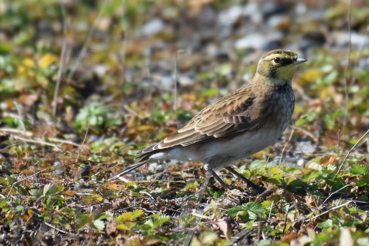 Horned Lark - ML496764911