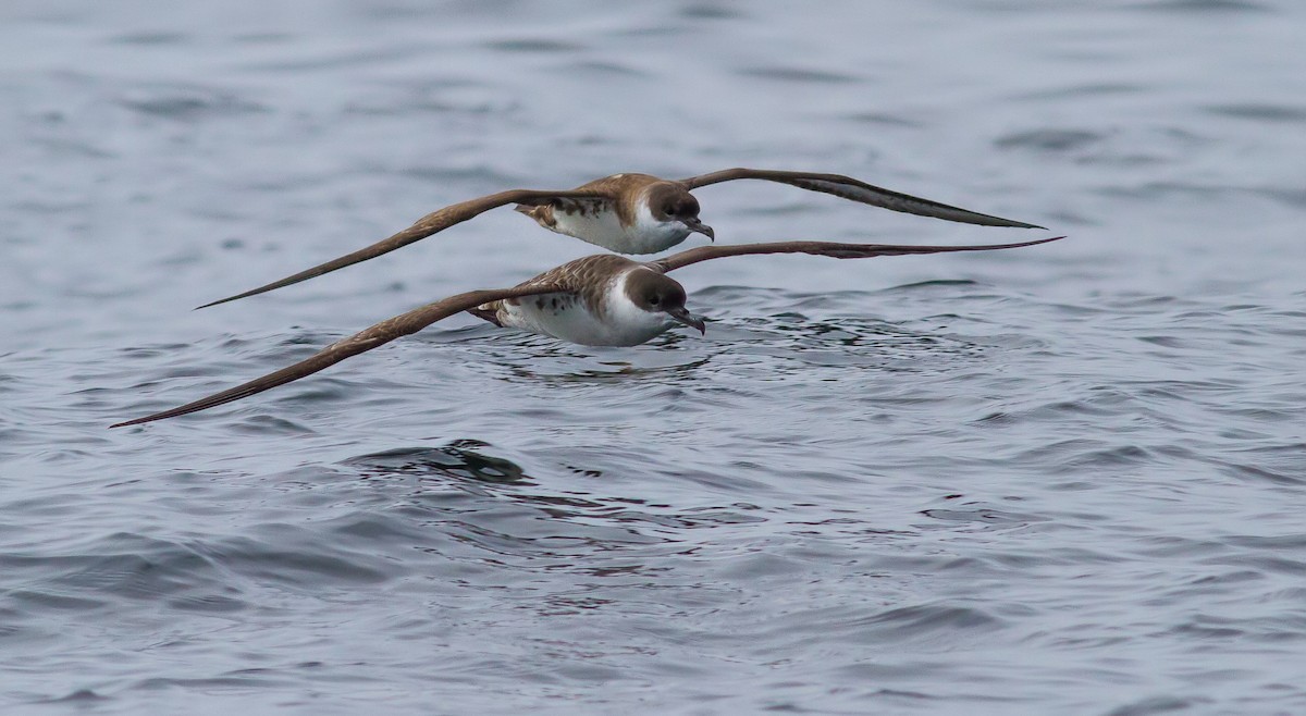 Great Shearwater - Rei Segali