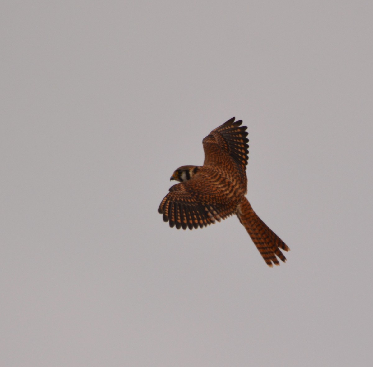 American Kestrel - ML496765871