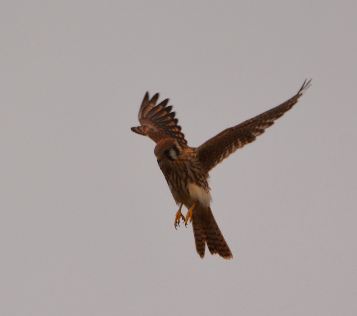 American Kestrel - ML496765951