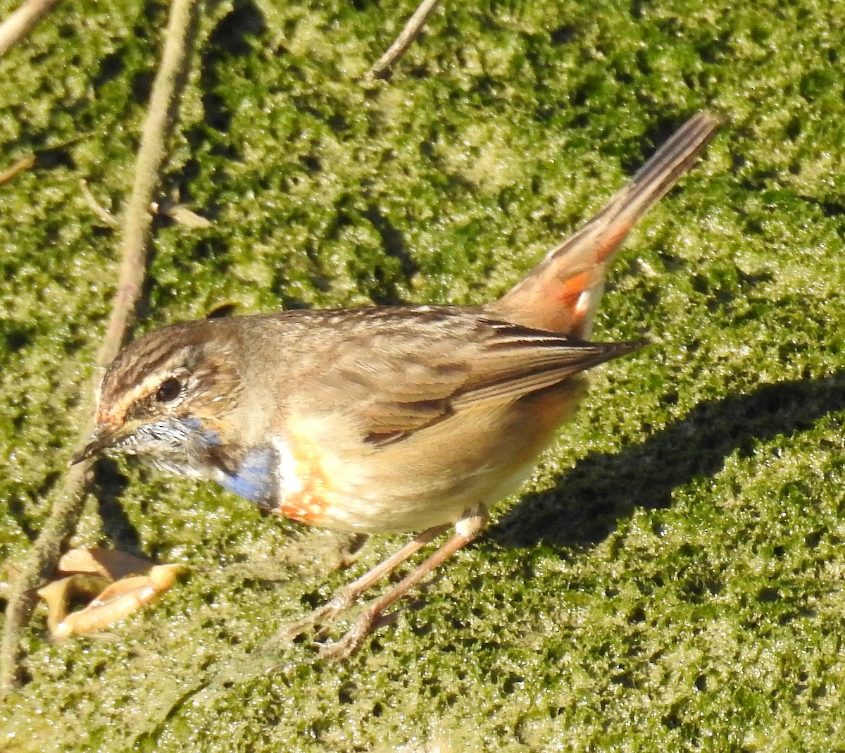 Bluethroat - ML49676671