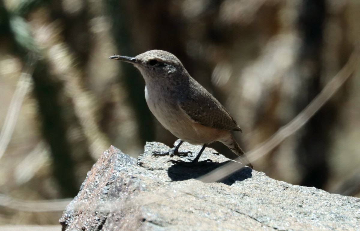 Rock Wren - ML496767131