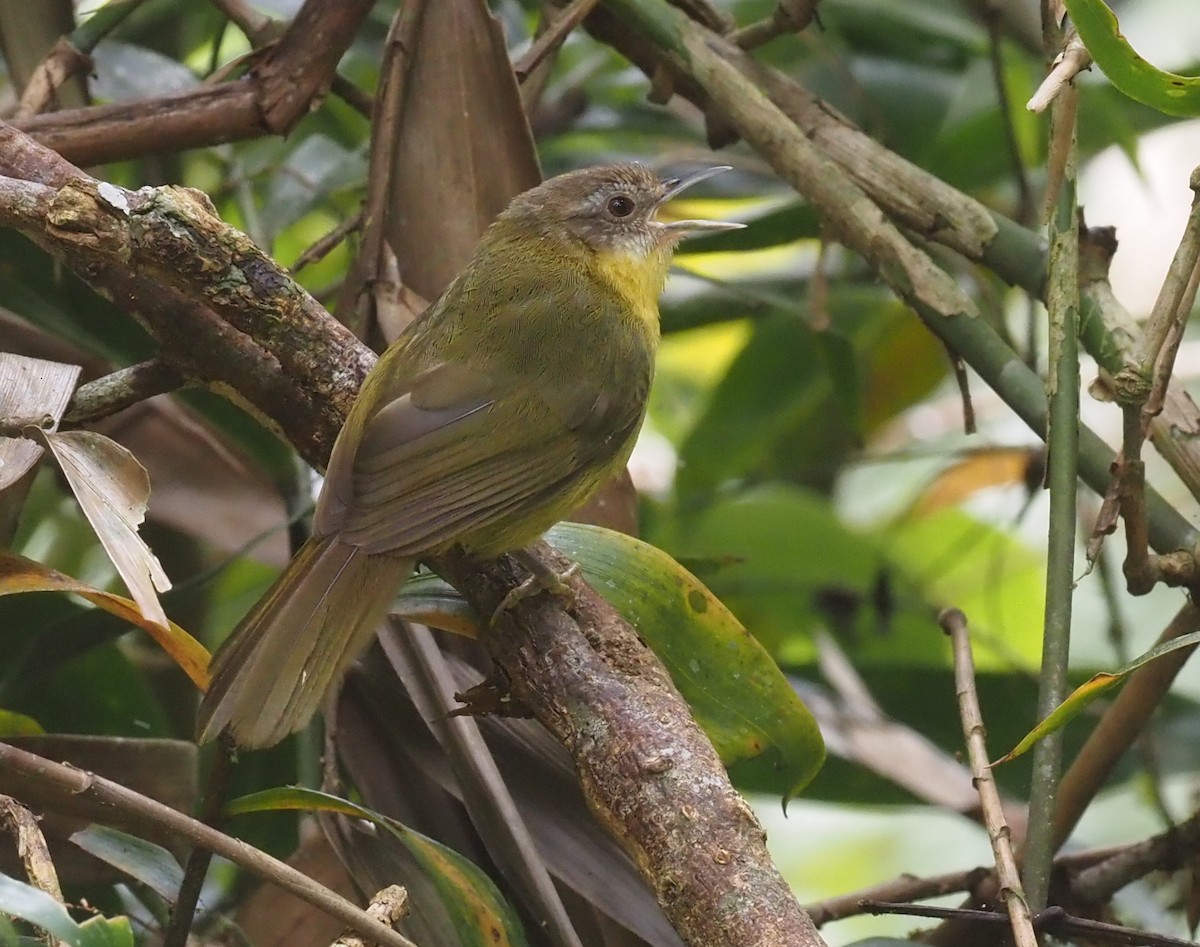 Wedge-tailed Jery - Stephan Lorenz / Rockjumper Birding Tours