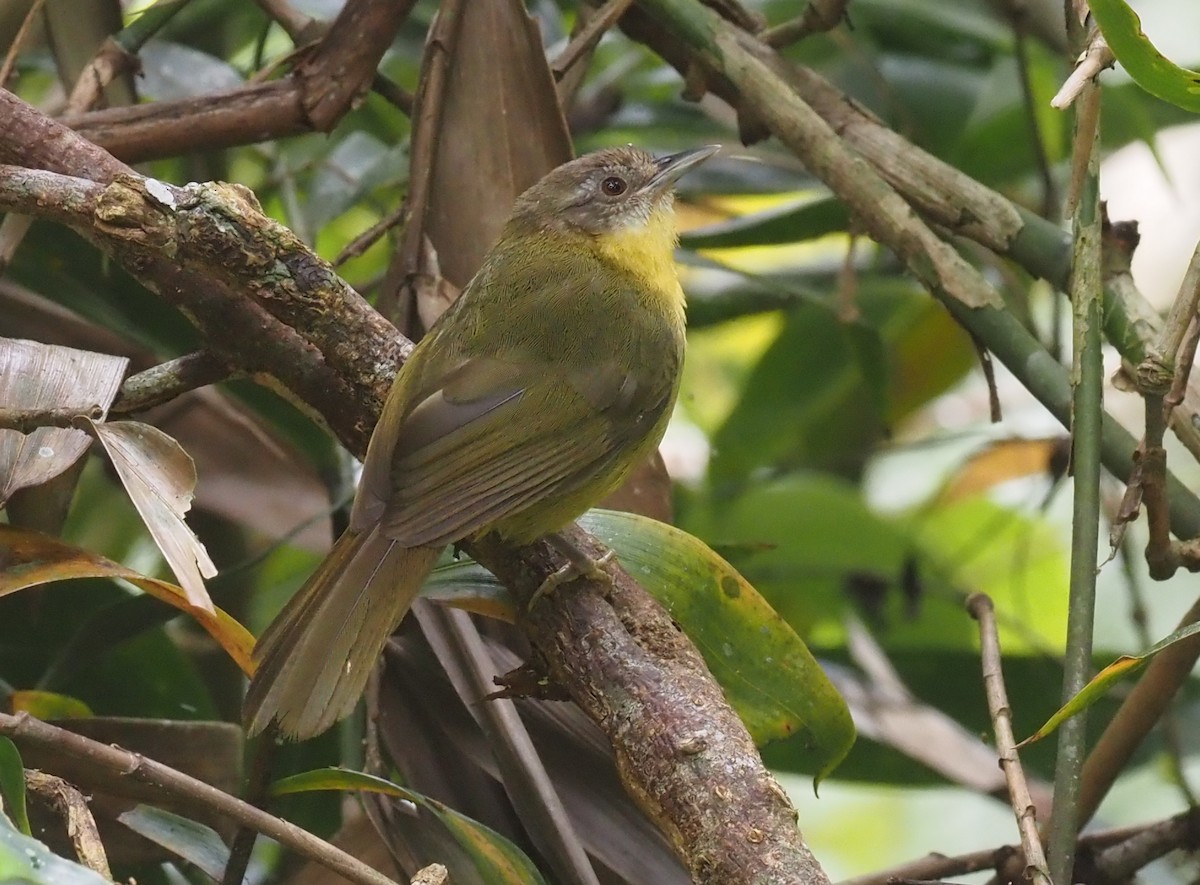 Wedge-tailed Jery - Stephan Lorenz / Rockjumper Birding Tours